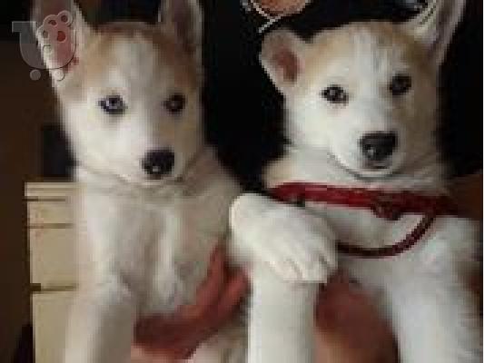 χασκι σιβιριασ